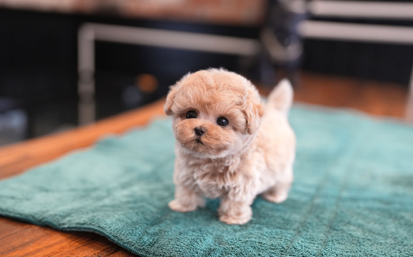 MALTIPOO_MONG