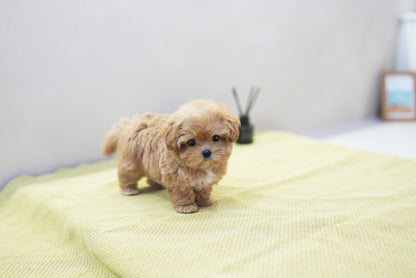 MALTIPOO_UYU