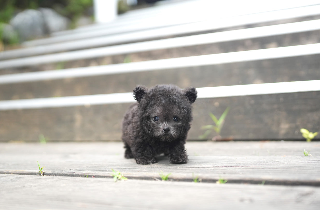 POODLE_RABI