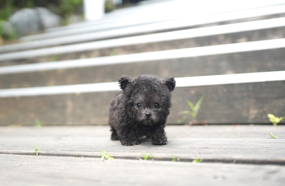 POODLE_RABI