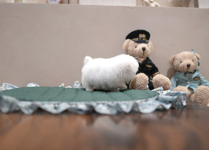 BICHON_HYESUNG