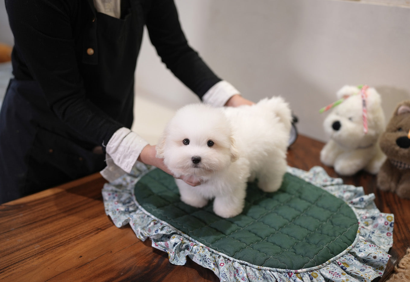 COTON DE TULEAR_SIO
