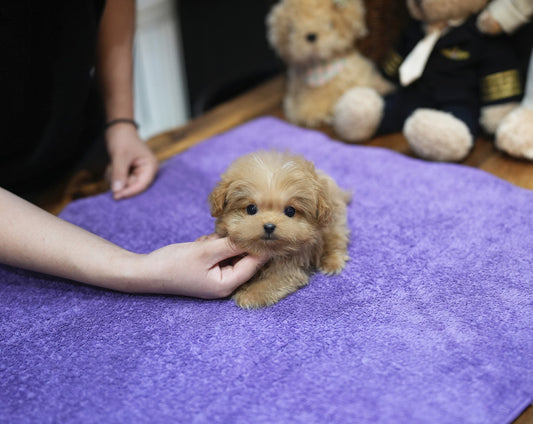 MALTIPOO_MAY