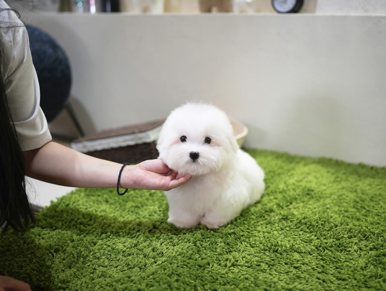 COTON DE TULEAR_MILKY