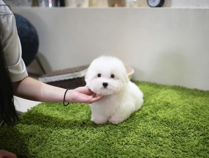 COTON DE TULEAR_MILKY