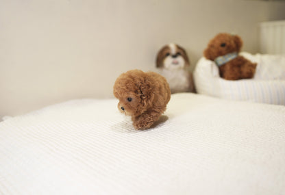 POODLE_SORA