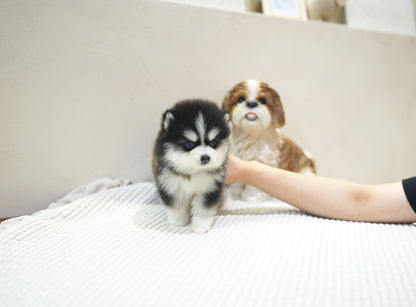 POMSKY_CUTIE