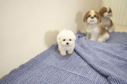 BICHON_IRIS