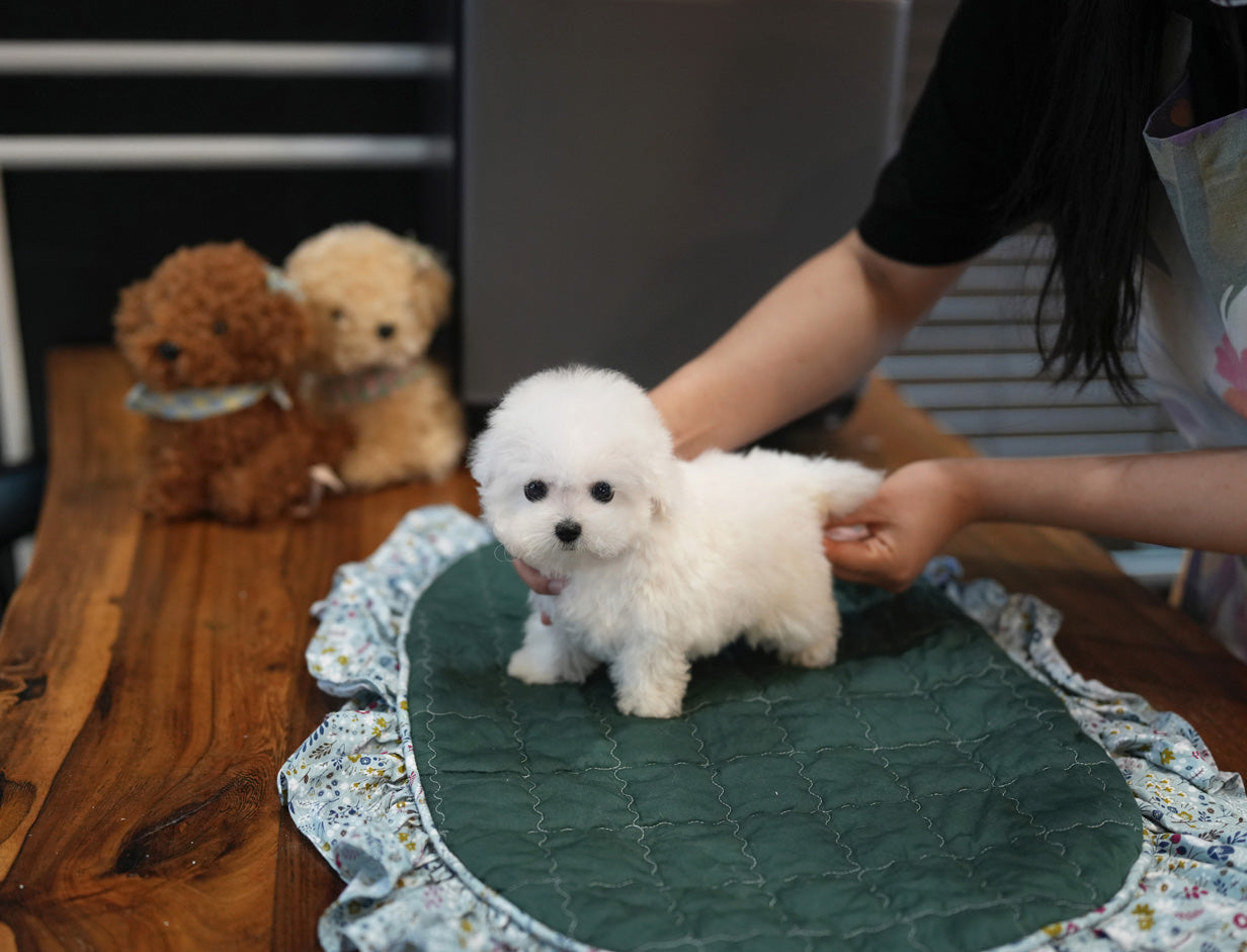BICHON_SATO