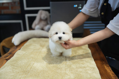 COTON DE TULEAR_Einstein