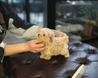 POODLE_MUMU