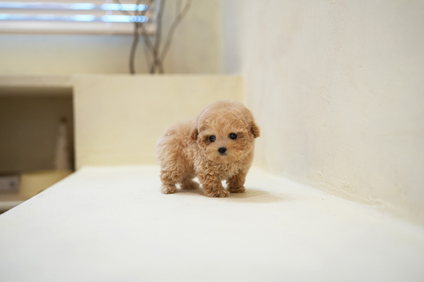 POODLE_COUS