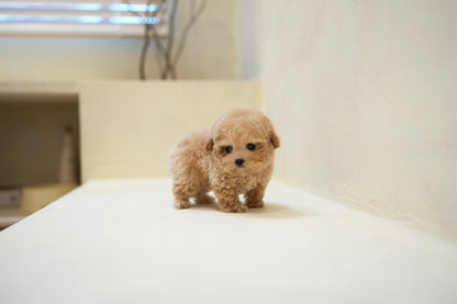 POODLE_COUS
