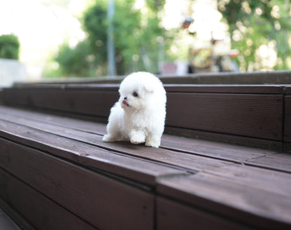 BICHON_PPUKKU