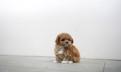 POODLE_KONGSOOK