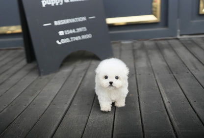 BICHON_SIO