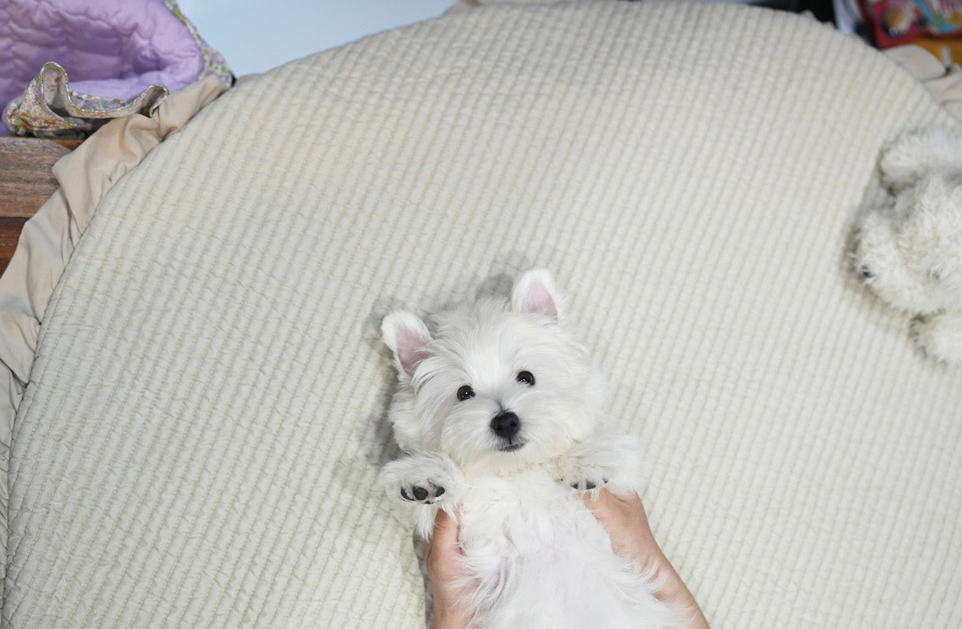 WEST HIGHLAND WHITE TERRIER_SOGEUM