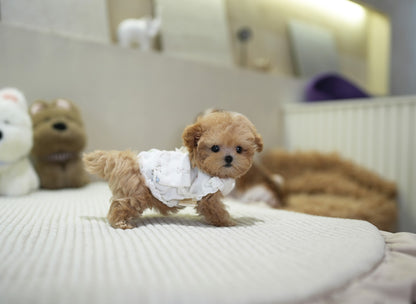 MALTIPOO_CHLOE