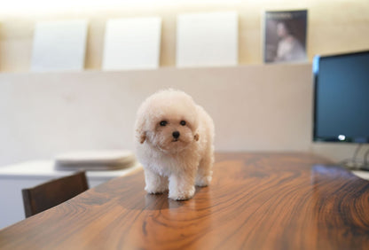 GOLDENDOODLE_MONKEY