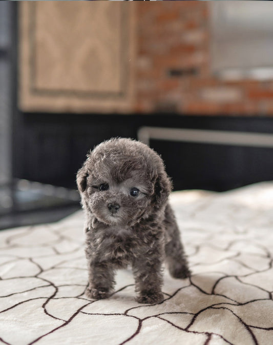 POODLE_BLUE