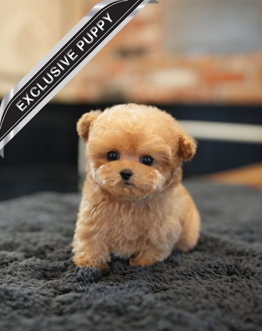 POODLE_PEANUT