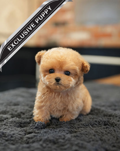 POODLE_PEANUT