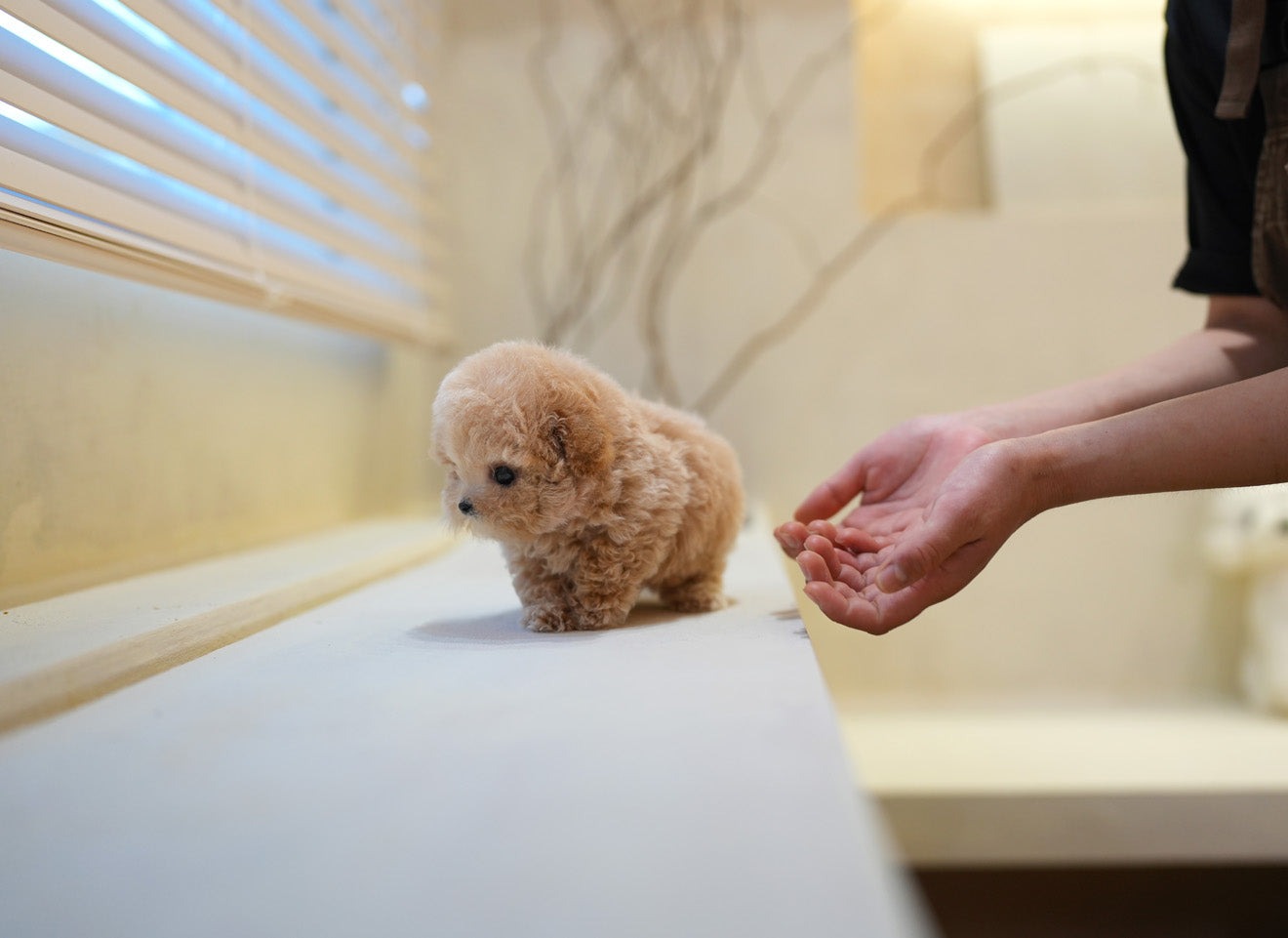 POODLE_COUS