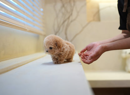 POODLE_COUS