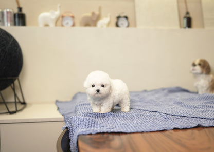 BICHON_IRIS