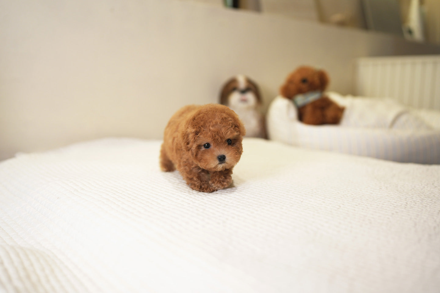 POODLE_SORA