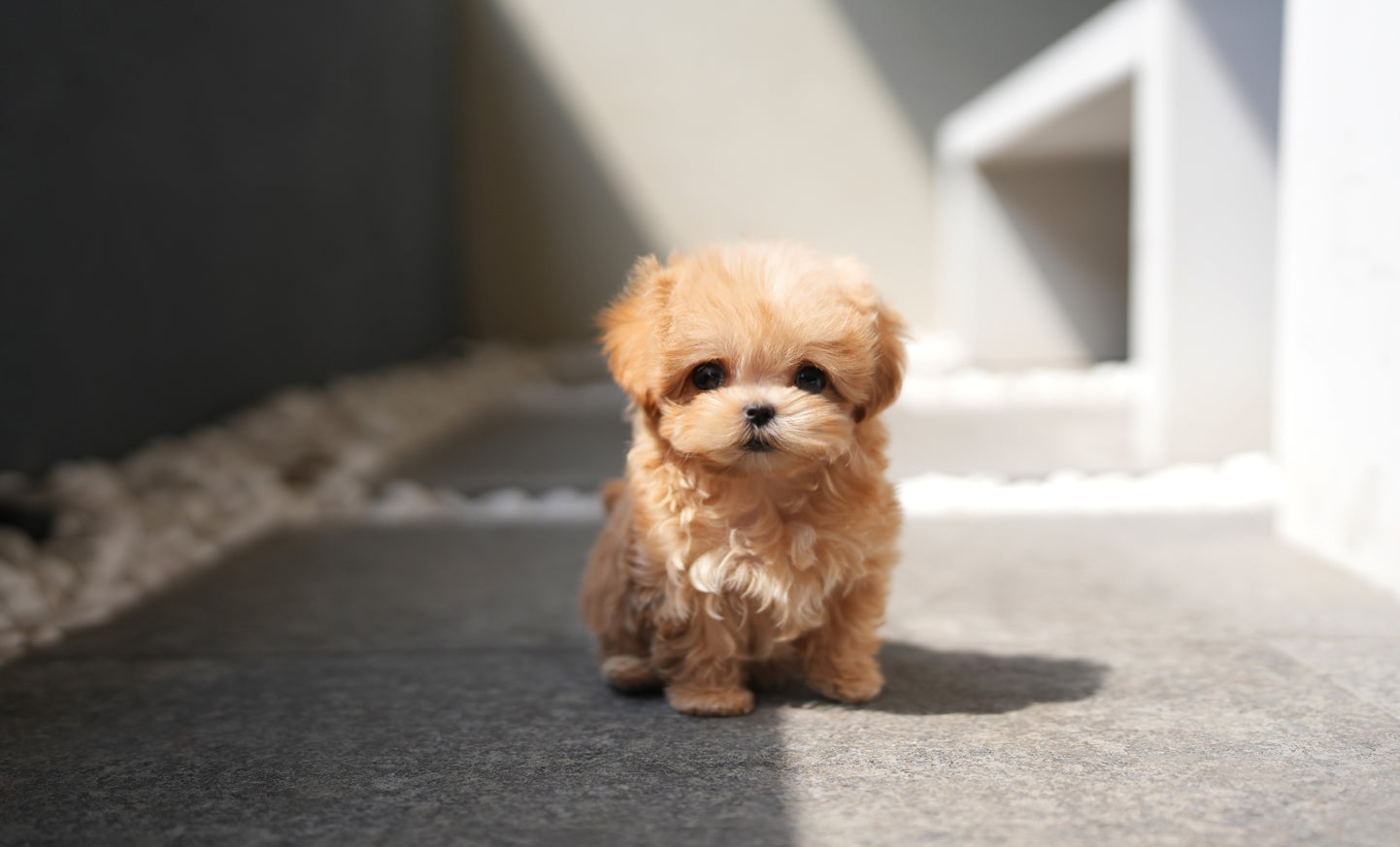 MALTIPOO_JUMONG