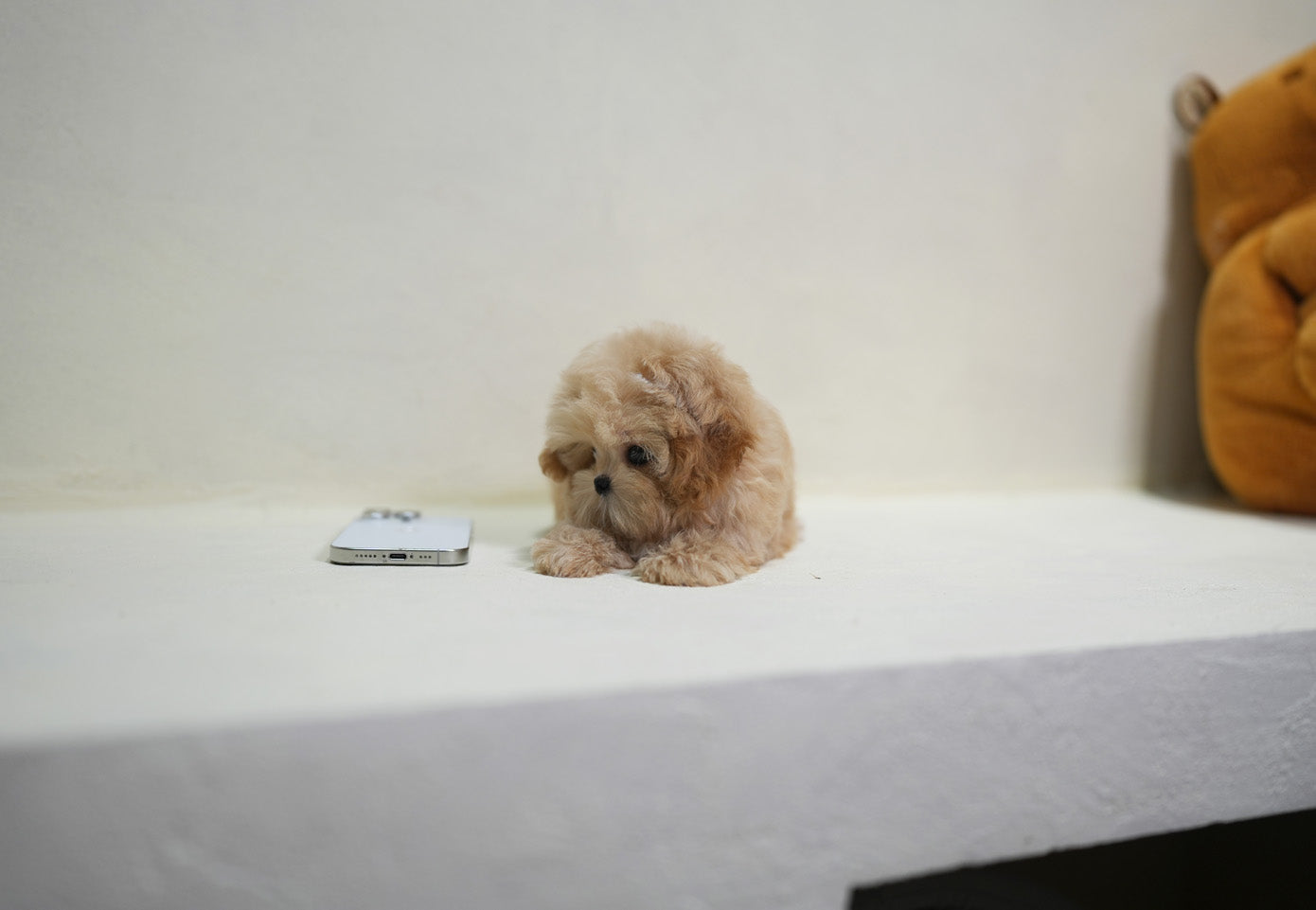 MALTIPOO_BERRY