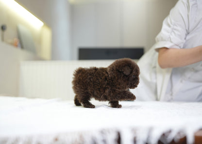 POODLE_HAZEL