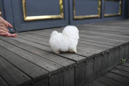 BICHON_SIO