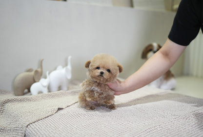 POODLE_NURI