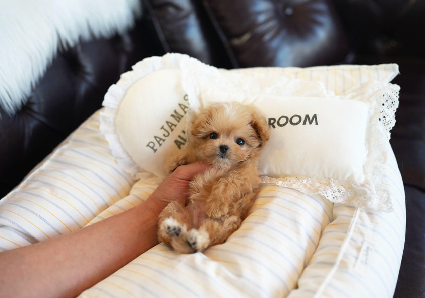 MALTIPOO_CHARLIE