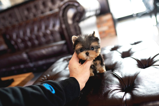 YORKIE_KAN