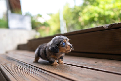 DACHSHUND_YOOKIE