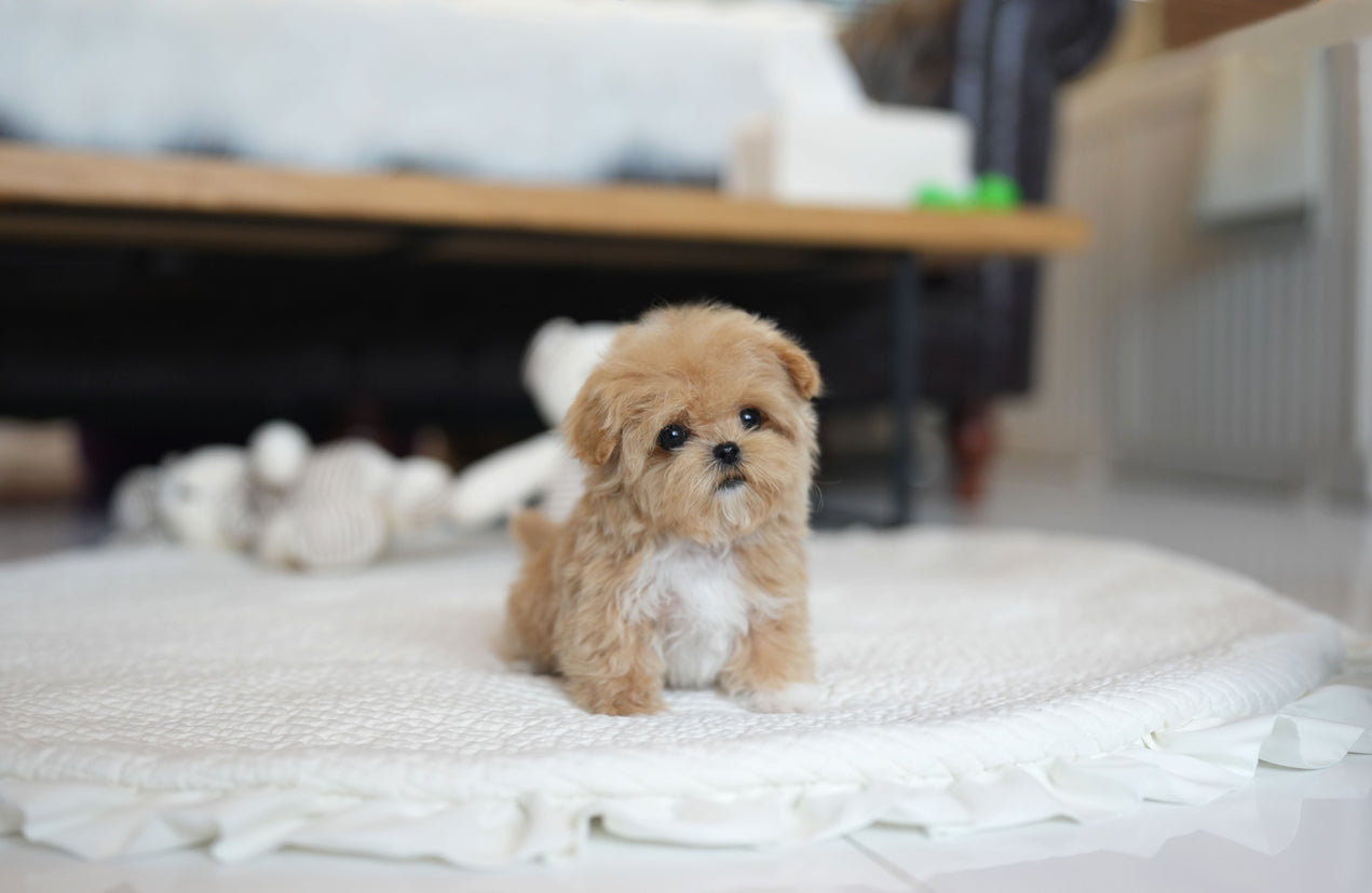 MALTIPOO_KOKO