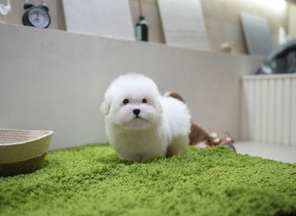 COTON DE TULEAR_MILKY