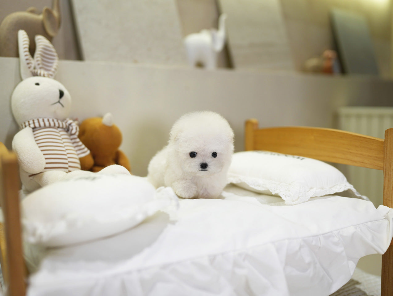 BICHON_BLANC