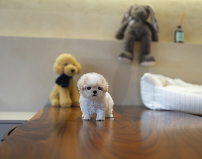 MALTIPOO_CREAM
