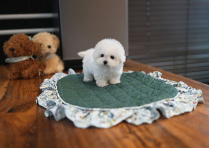 BICHON_SATO