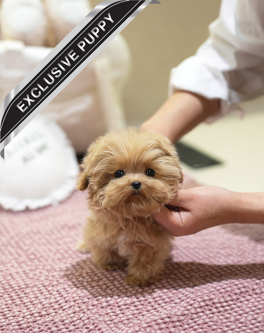 MALTIPOO_PIKKA