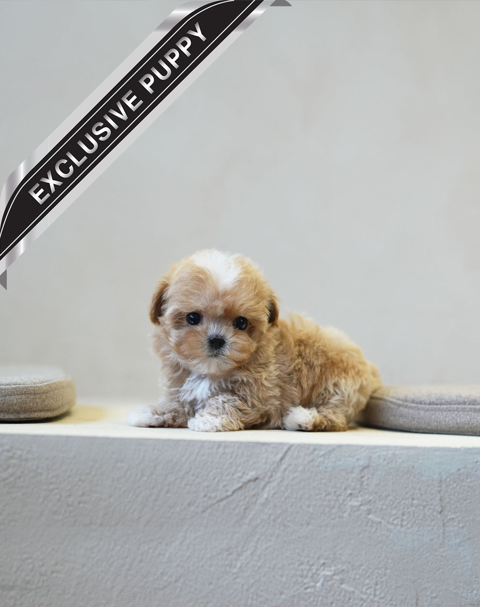MALTIPOO_WOORI