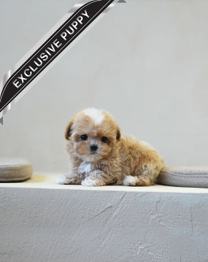 MALTIPOO_WOORI