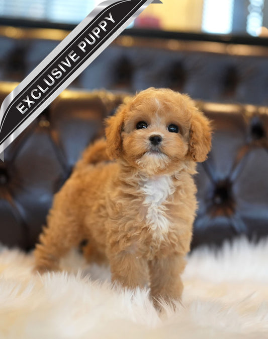 GOLDENDOODLE_MOCHA