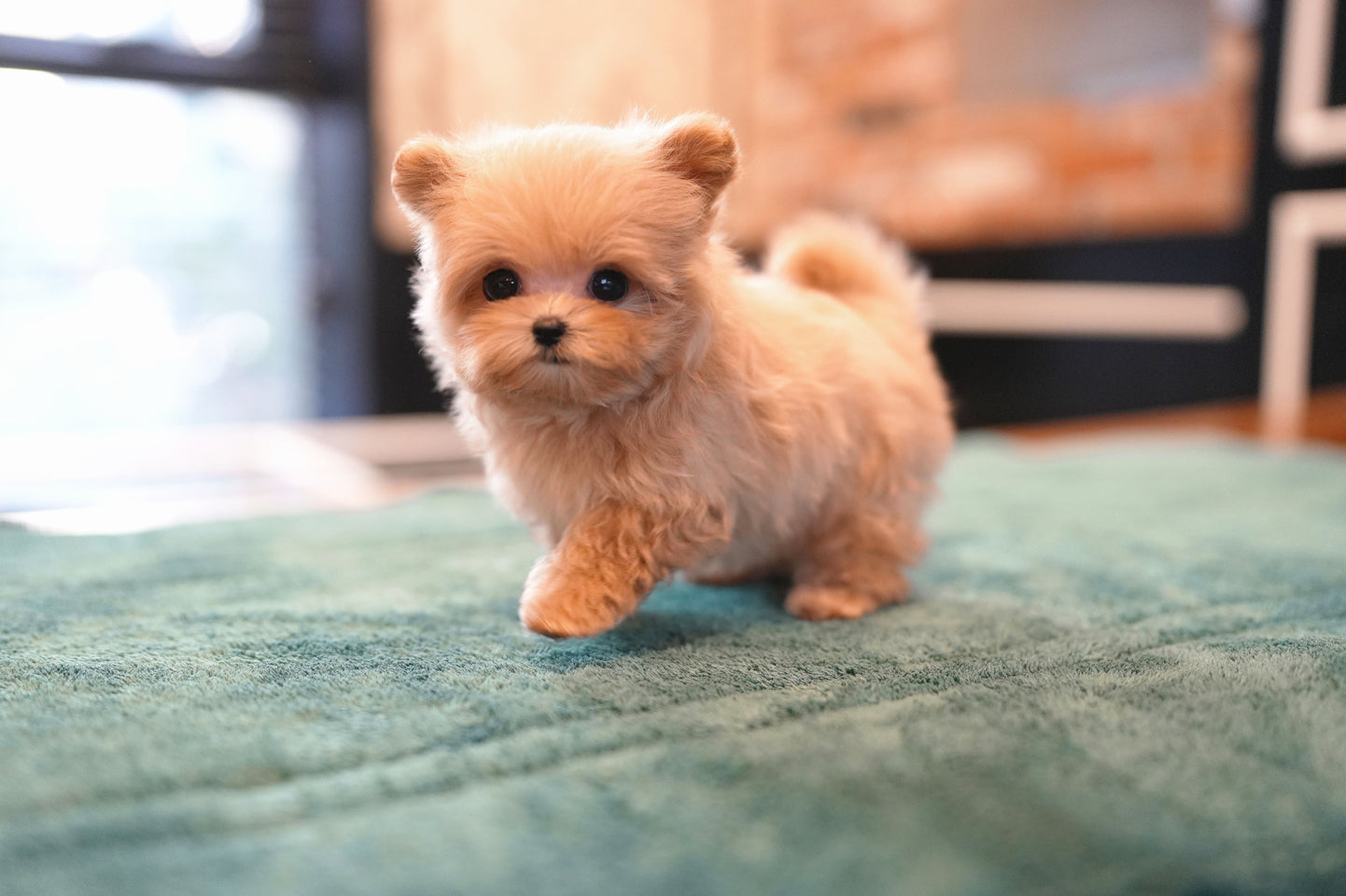 MALTIPOO_JULY