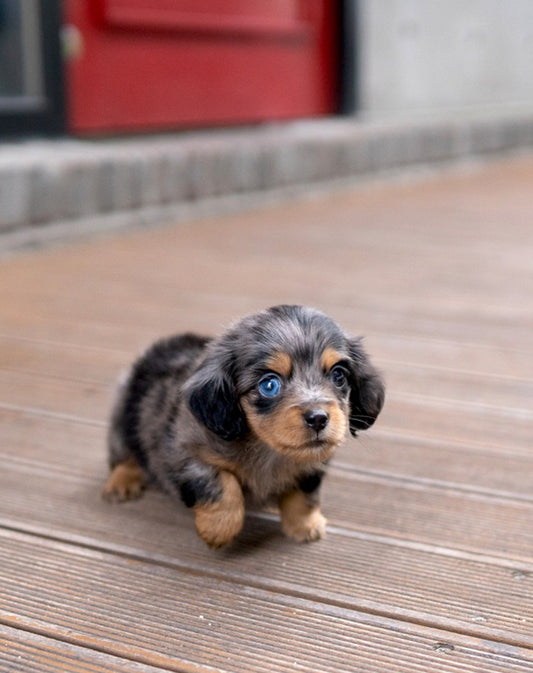 DACHSHUND_YOOKIE