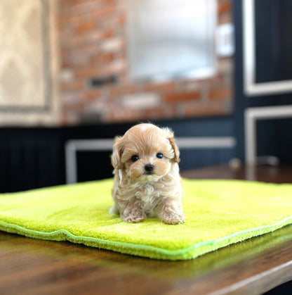 MALTIPOO_SOMSOM